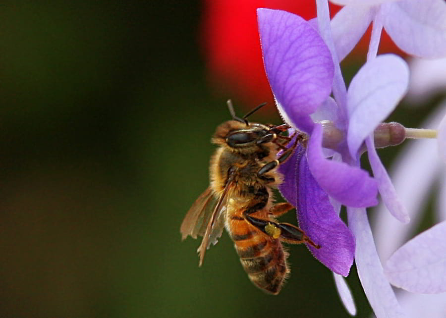 bee-01